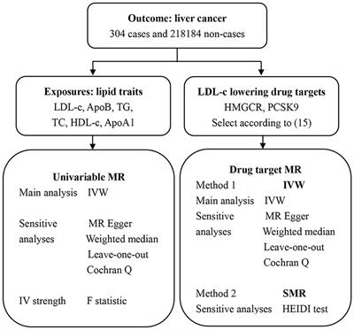 Lipids, cholesterols, statins and liver cancer: a Mendelian randomization study